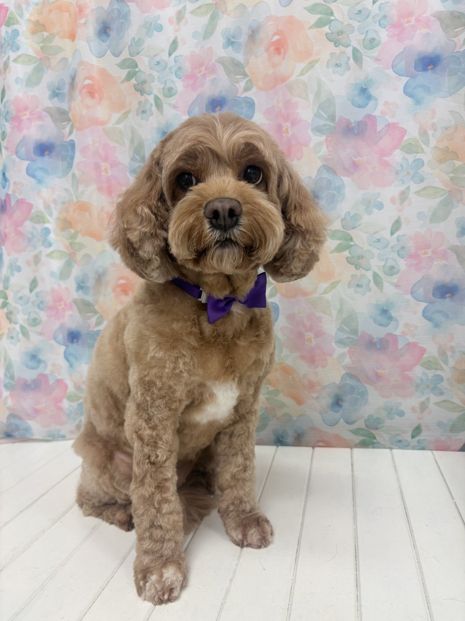A freshly groomed small dog