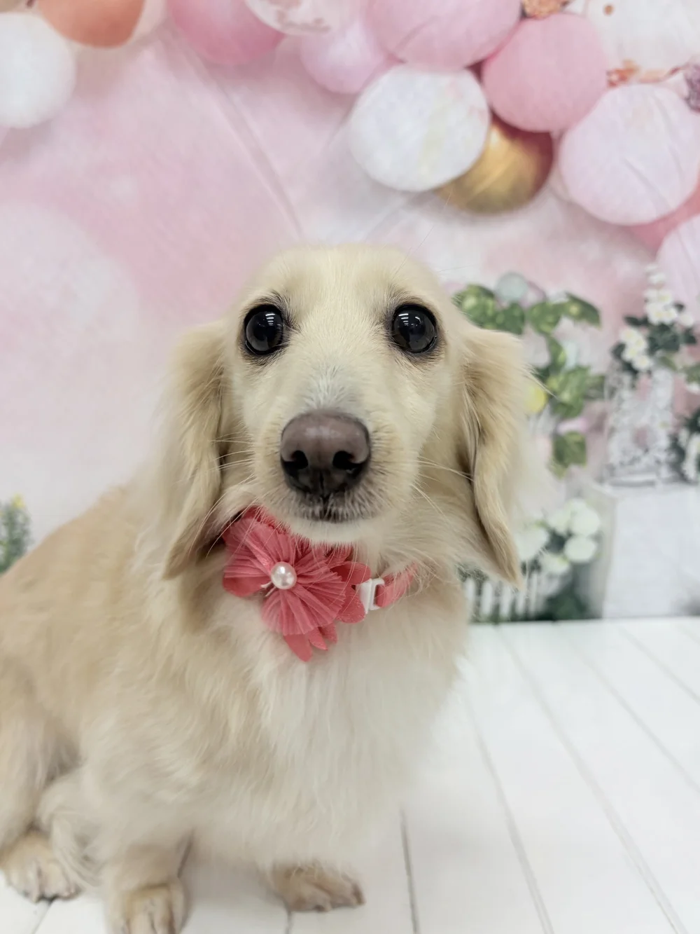 Dachshund freshly groomed at The Dapper Dog